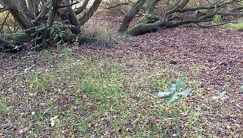 Horny milf has alu jaylaading with lawn